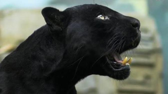 Bu gün üniversitede panter gördüm! Yeşil gözlü simsiyah panter yavrusu, fotosu linkte nasıl sizce?