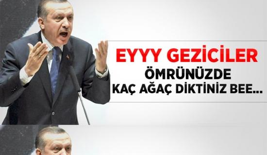 Gezi parkında kaç ağaç kesildi?