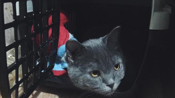 Kedi besleyenler var mı aranızda?