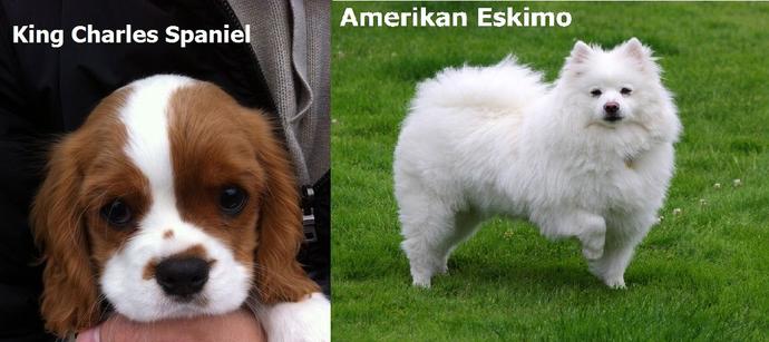 BESLEMİŞ OLAN VE KÖPEK BİLGİSİ OLANLAR GELSİN!!!! ((adam gibi cevaba eig)) ?