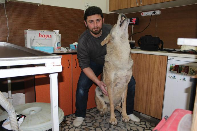 Doldurulmuş Kurt Nasıl Sizce (Fotolu) :) ?