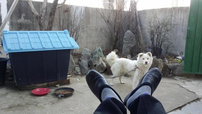 Acaba bu köpeğin cinsi ne?