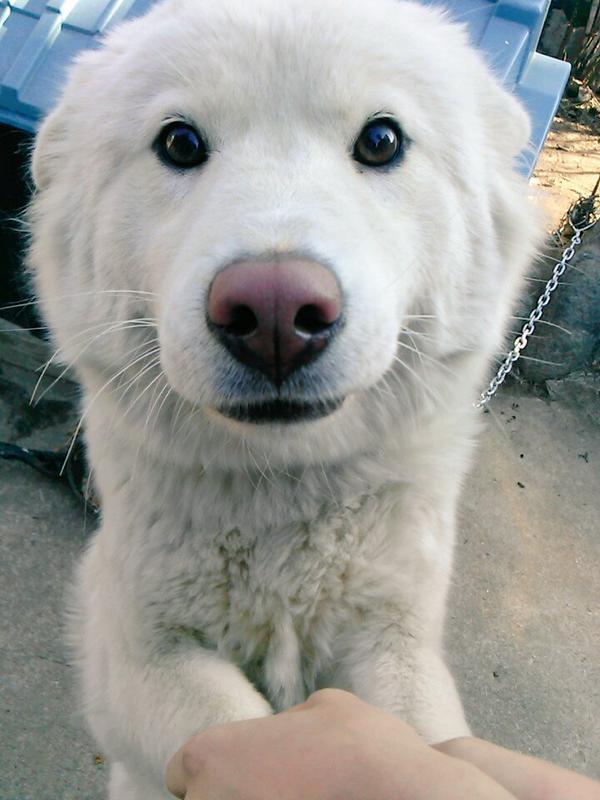 Acaba bu köpeğin cinsi ne? KizlarSoruyor