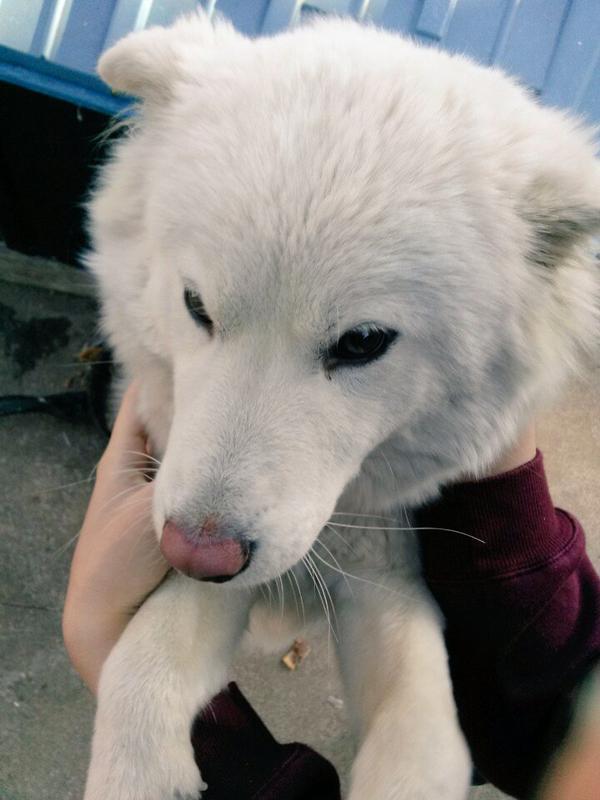 Acaba bu köpeğin cinsi ne?