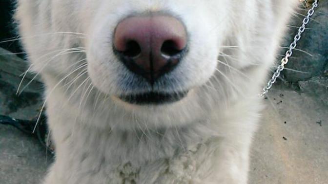 Acaba bu köpeğin cinsi ne?