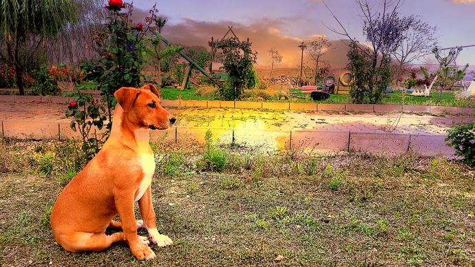 Köpekler hakkında bilgisi olan var mı 3 5 sorum var. Köpeğim Tarçın Pitbull Rodwider Kırması Dişi?