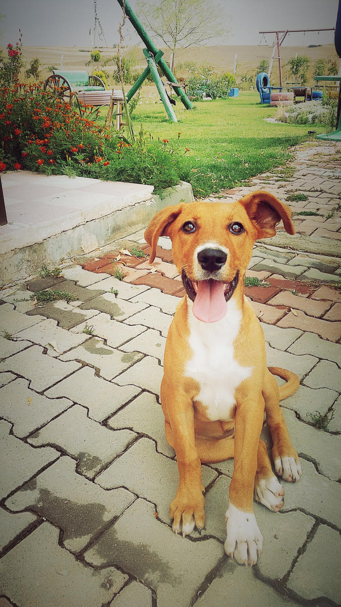 Köpekler hakkında bilgisi olan var mı 3 5 sorum var. Köpeğim Tarçın Pitbull Rodwider Kırması Dişi?