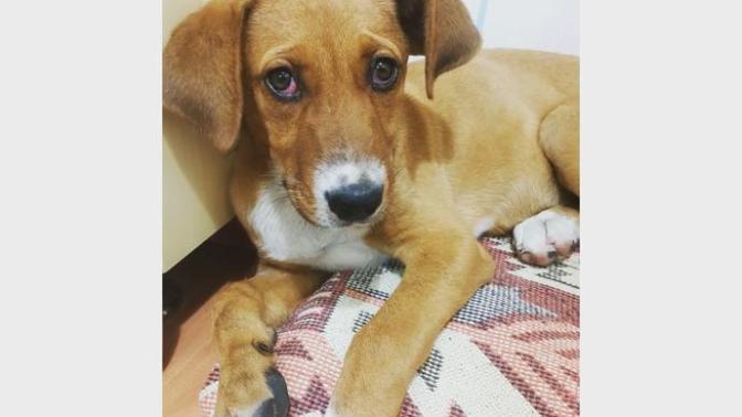 Köpekler hakkında bilgisi olan var mı 3 5 sorum var. Köpeğim Tarçın Pitbull Rodwider Kırması Dişi?