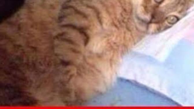 Gece yatınca uykum gelmiyor kı sabah kalkınca geliyo ki 😞 ?