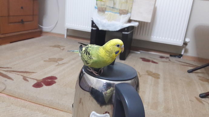 Eve hizmetçi aldım. Nasıl?