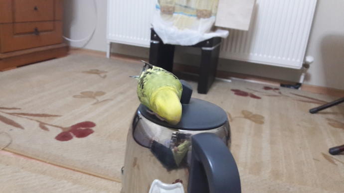 Eve hizmetçi aldım. Nasıl?