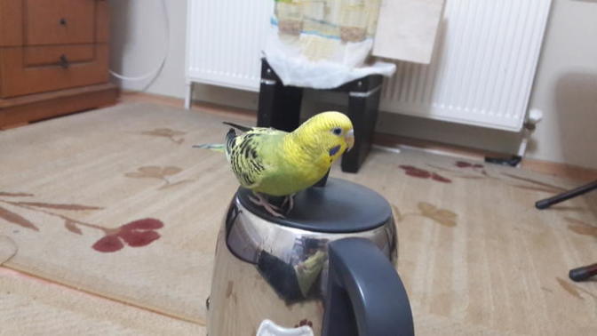 Eve hizmetçi aldım. Nasıl?