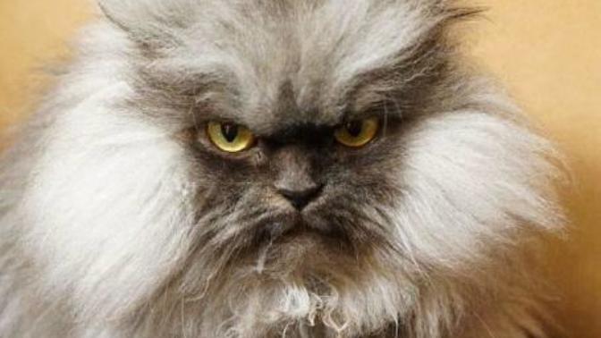 #KEDİNİZ Sizi Öldürmek İstiyor Olabilir! Biliyor muydunuz?