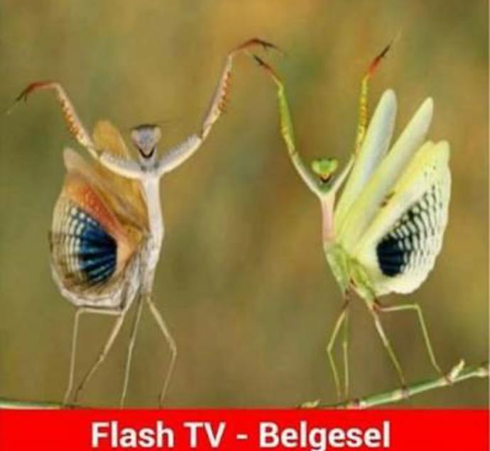 Flash TV izleyen ender insan var mı aranızda ?