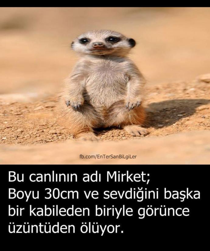 Sevdiğinizi başkasıyla görseniz ne yaparsınız?