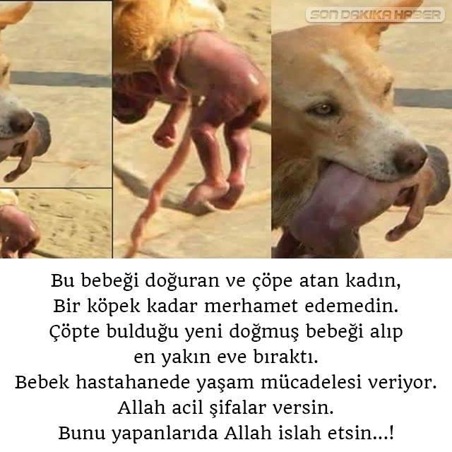 Şu köpek kadar merhametli olmayan insanlar  yok mu aramızda ? 