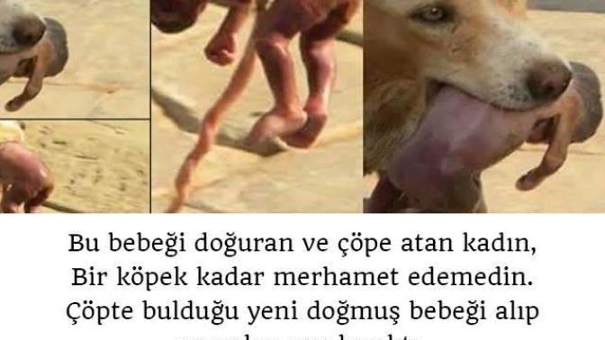 Şu köpek kadar merhametli olmayan insanlar  yok mu aramızda?