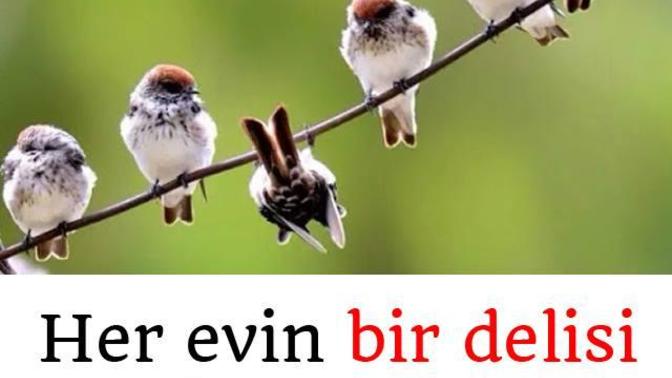 Her evin bir delisi var sizde onlardan mısınız :) ?