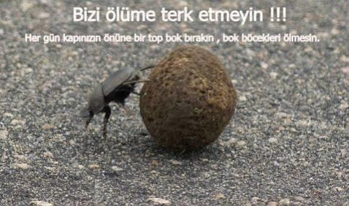 Peter Parker' ı örümcek ısırınca örümcek adam olmuştu; peki b*k böceği ısırsaydı b*k adam mı olurdu?