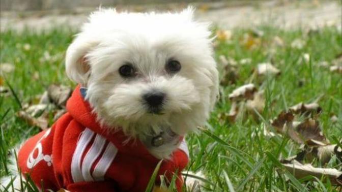 Terrier maltese cinsi köpek için 1500 lira istediler sizce uygun mu?
