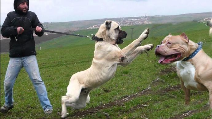 Dogo Argentina mı Pitbull mu Kangal mı Güçlü (Bilenler Yazsın)?