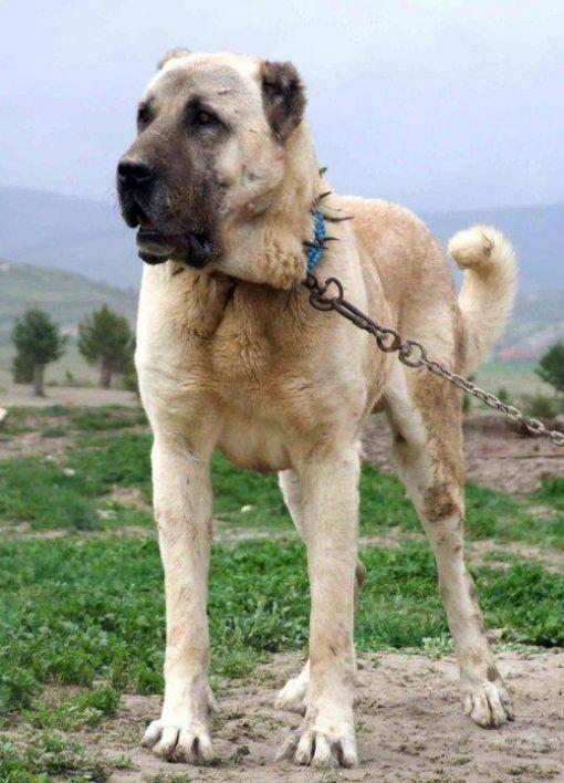 Dogo Argentina mı Pitbull mu Kangal mı Güçlü (Bilenler Yazsın)?
