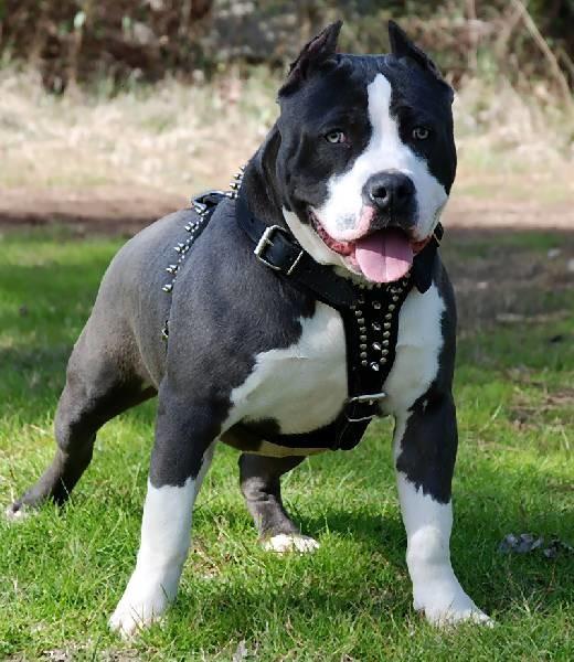 Dogo Argentina mı Pitbull mu Kangal mı Güçlü (Bilenler Yazsın)?