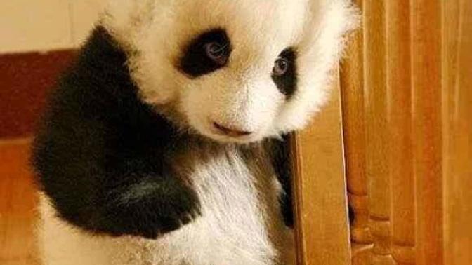 Evde panda beslenir mi ☺🐼☺🐼☺🐼 ?
