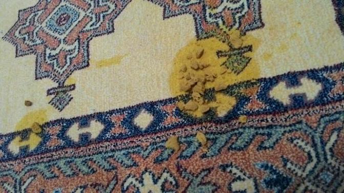 ÇOK ACİL KEDİM KUSTU?