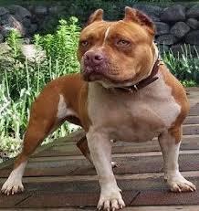 Pitbull mu kazanır kaplan mı?