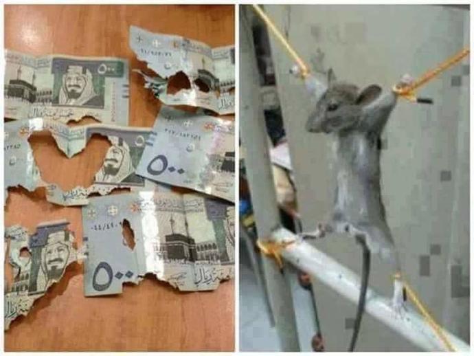Arabistanda 3 bin riyali yiyen fareye adamın verdiği ceza ne olabilir?<br />
