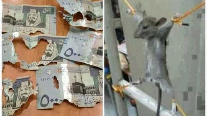 Arabistanda 3 bin riyali yiyen fareye adamın verdiği ceza ne olabilir?