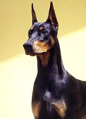 Doberman cinsi yanıma yakışır mı sizce?