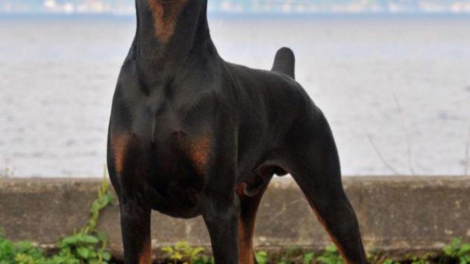 Doberman cinsi yanıma yakışır mı sizce?
