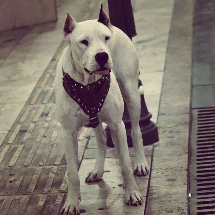 Erkek Yavru Dogo Arjantin?