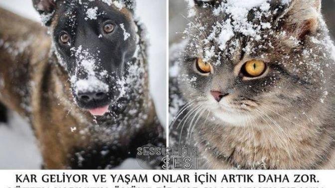 Allah der ki; "hayvanlar benim dilsiz kullarımdır." Sokak hayvanların bu çaresizliklerine duyarsız kalanlardan mısınız?