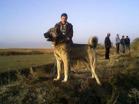 Sivas kangal köpeyi hastasıyım görnüşü heybeti ve insana olan dostluguyla bilen sivas kangan köpeyi?