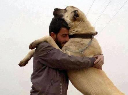 Sivas kangal köpeyi hastasıyım görnüşü heybeti ve insana olan dostluguyla bilen sivas kangan köpeyi?