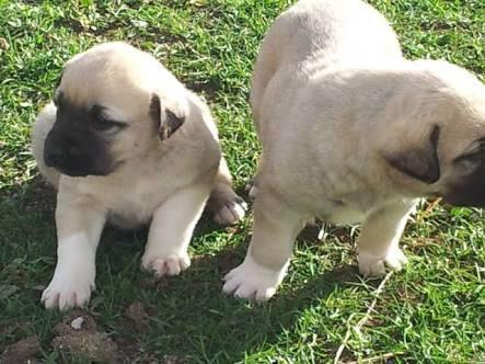 Sivas kangal köpeyi hastasıyım görnüşü heybeti ve insana olan dostluguyla bilen sivas kangan köpeyi?
