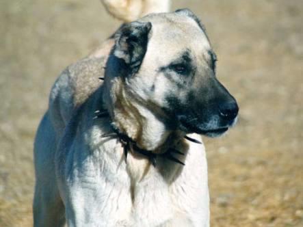 Sivas kangal köpeyi hastasıyım görnüşü heybeti ve insana olan dostluguyla bilen sivas kangan köpeyi?