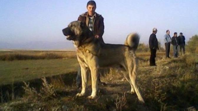 Sivas kangal köpeyi hastasıyım görnüşü heybeti ve insana olan dostluguyla bilen sivas kangan köpeyi?