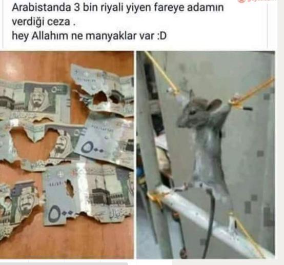 Paranızı fare yese nasıl ceza verirsiniz ?