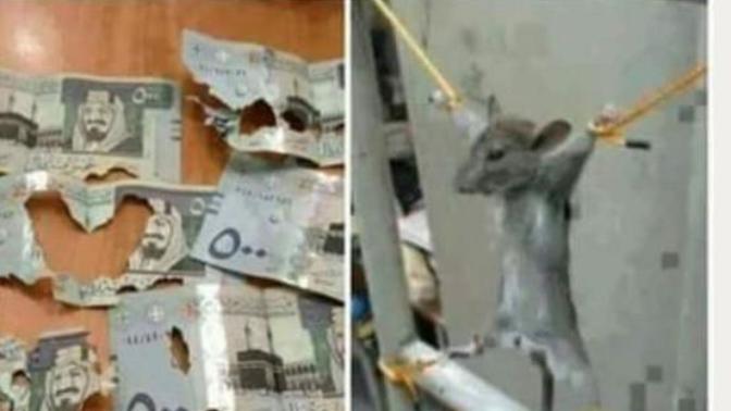 Paranızı fare yese nasıl ceza verirsiniz?
