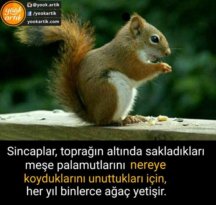 Hayvanların da unutkan olduklarını biliyor muydunuz?