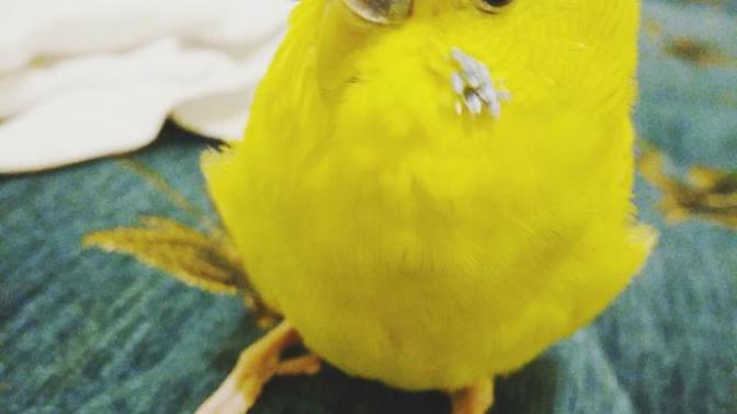 Limonum öldü vicdan azabı çekiyorum ne yapıcam 😥🐤?