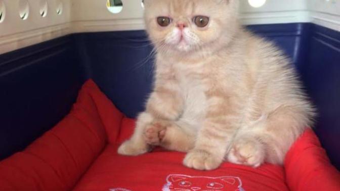 Selam bakabilirsiniz kedi bakanlar?