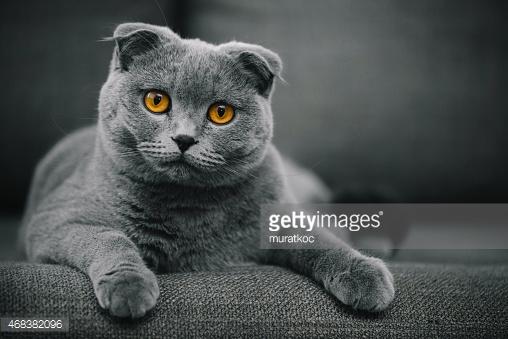 Scottish fold kedisi?