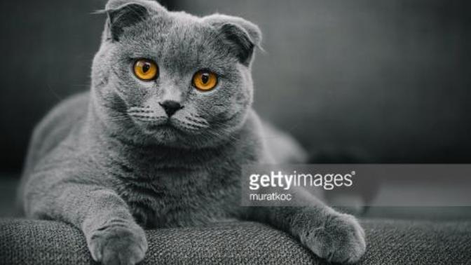 Scottish fold kedisi?
