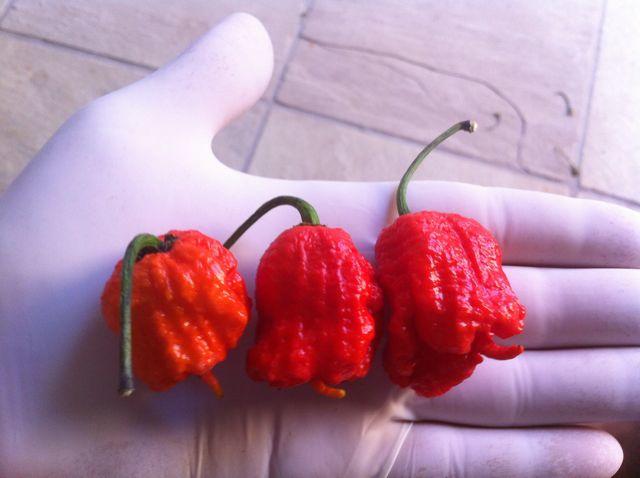 Carolina Reaper Adlı dünyanın en Acı Biberini yediniz mi veya yemek istermiydiniz ?