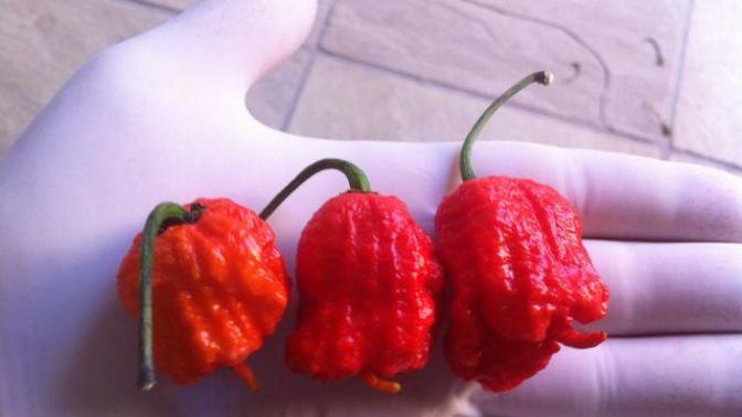 Carolina Reaper Adlı dünyanın en Acı Biberini yediniz mi veya yemek istermiydiniz?
